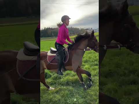 #ponyshorts #pony #galopp