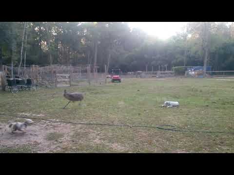Emu and dog best friends