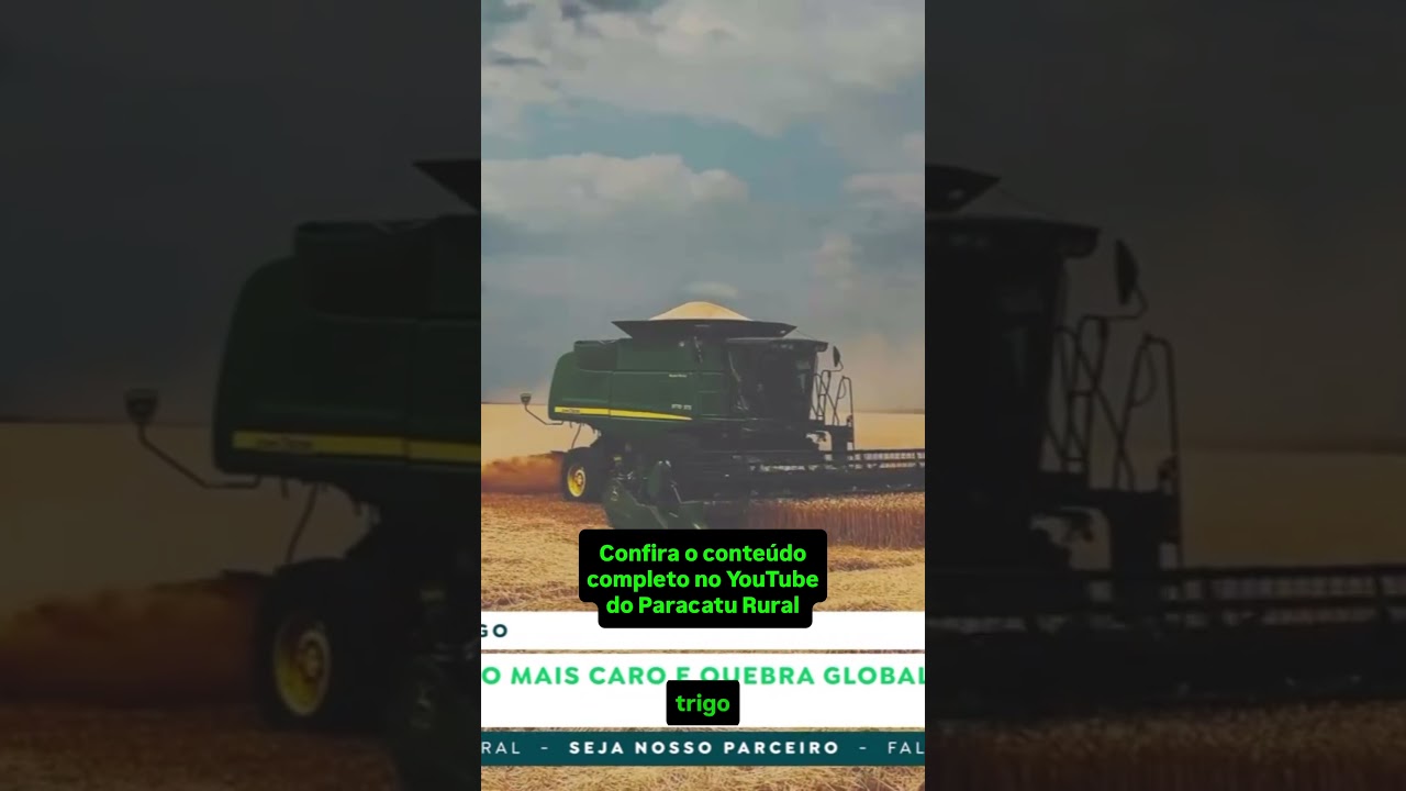 Feijão Carioca Acima de R$300, Polêmica no Leilão do Arroz e Alta no Trigo: Análise do Mercado