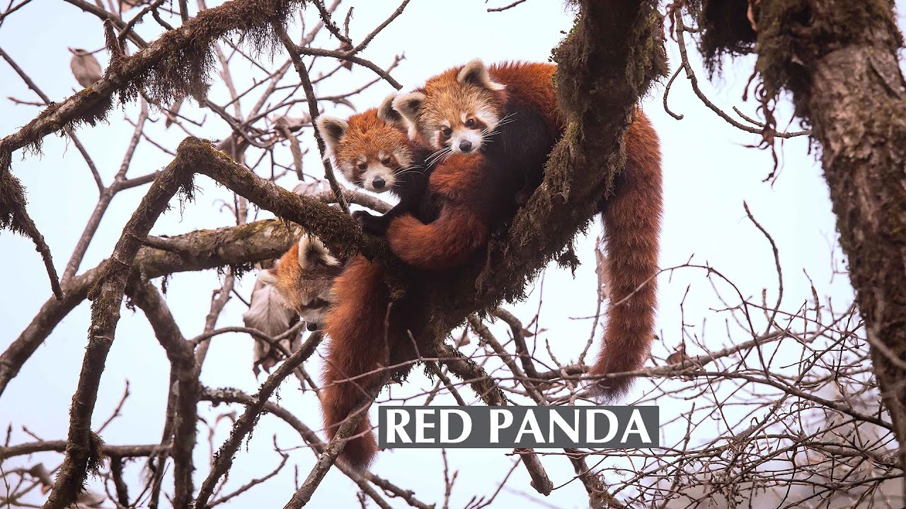 Firefox of the Eastern Himalayas: Red Pandas