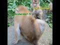 Monkey vs Beetle