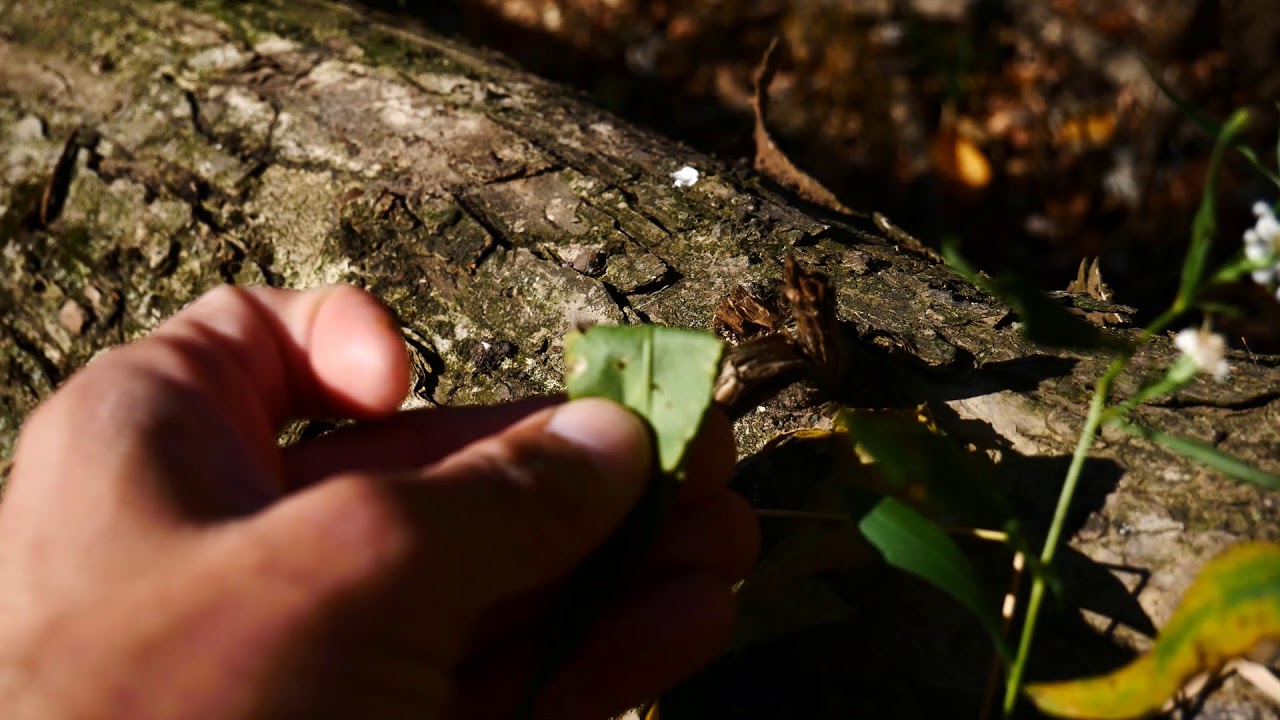 Symphyotrichum lanceolatum (panicled aster) - YouTube