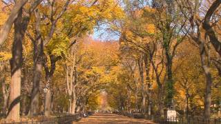 Central Park, NYC Peak Fall Foliage- November 2011