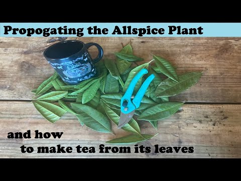 Allspice Plant 🪴🪴- How to Propagate  & Make Tea // from Campbell’s Freedom Farm