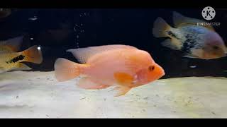 Download Lagu Monster Tank Update - Central u0026 South American Cichlids (Cuban, Vieja, Red devil, Midas, RTM, etc. ) Thumbnail