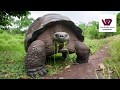 The 12 Longest Living Animals That Roam The Earth