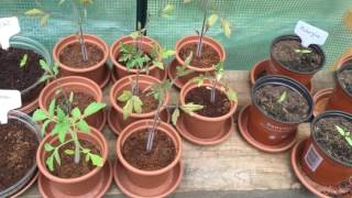 Gartenupdate Part 2 - was gibt's Neues? Mais, Tomaten, Melonen usw.