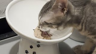 Necoichi Tilted Stress Free Raised Cat Food Bowl