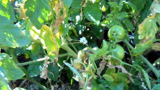 Praying Mantis For Pest Control In Vegetable & Flower Gardens