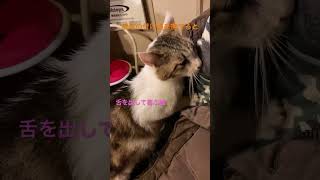 喜ぶとペロペロする猫 #shorts