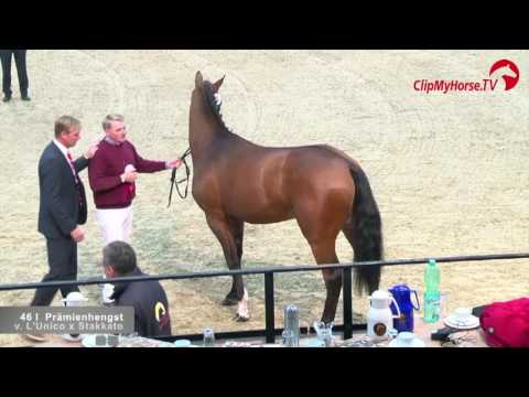 Prämienhengste | DSP-Körung | Neustadt-Dosse | 2016