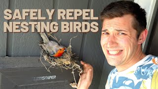 Birds Nesting in a Dangerous Spot? QUICK TIP TO SAFELY KEEP THEM AWAY!