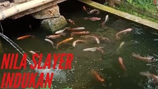 Download lagu Nila Slayer Kumpay Indukan mp3