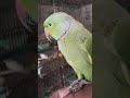 Beautiful Green Ring Nick Parrot Birds Birdsavairy Ring Nick