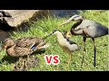 Mother Duck Vs Night Heron And Great Blue Heron