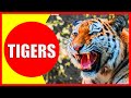 TIGERS FOR KIDS - Facts About Tigers for Children | Kiddopedia