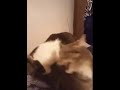 Cat Hisses When Other Cat Bites Her Back - 1137546