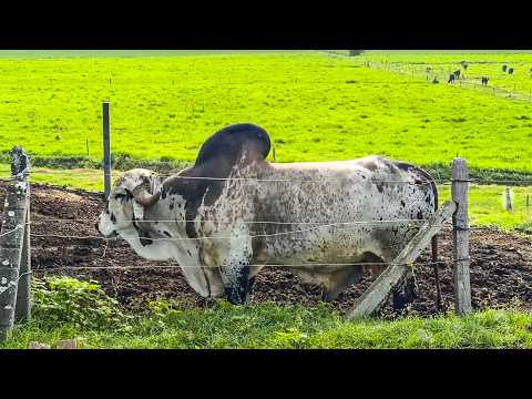 ALTA PRODUCCIÓN DE LECHE CON UN SISTEMA ECONÓMICO - HACIENDA EL EMPEDRADO, COLOMBIA 🇨🇴