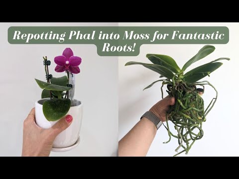 Relax & Repot | Repotting my Novelty Phalaenopsis Orchid into Sphagnum Moss