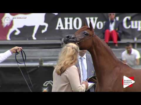 Chantilly 2016 AHO World Cup - CLASS 1B