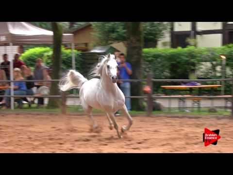 Strohen 2017 Open Farm Ismer Stud