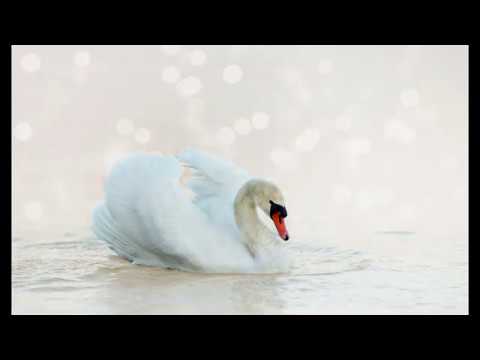 Tomáš Lajmon - Kŕdeľ labutí