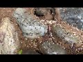 Ants Take Over the Rock Garden in Titusville, NJ