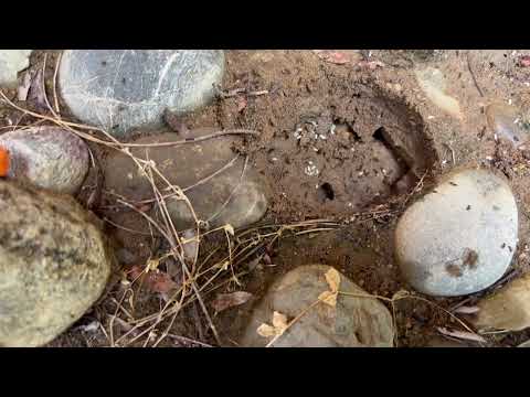 Ants Take Over the Rock Garden in Titusville, NJ