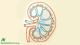 Balancing Acid For Better Kidney Health