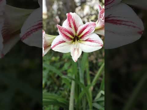 Himali Nursery, Nepalgunj Banke