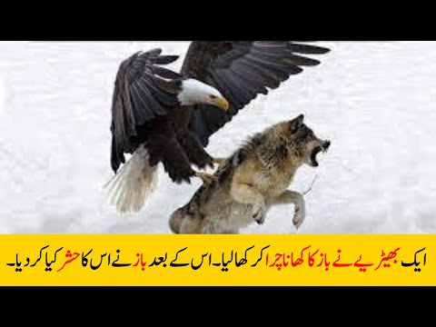 کیسے باز نے بھیڑے کو بھاگنے پر مجبور کر دیا۔ | Eagle vs Wolf