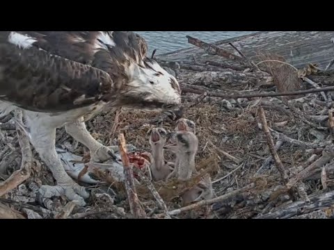 Captiva Osprey Cam | Andy bring first and Lena feed 3 cute babies | 23.02.2022