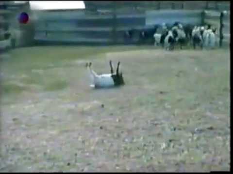 Fainting Goat