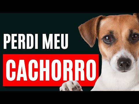 Mensagem Espírita para quem perdeu um cachorrinho recentemente