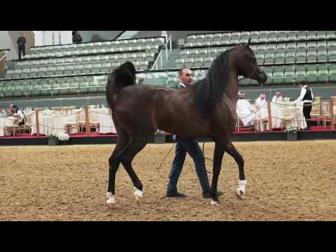 ROYAL ENTRY of BADI ATHBAH