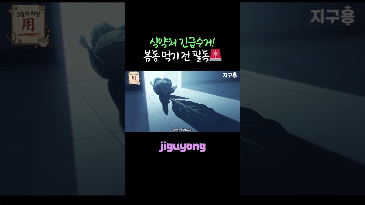 식약처 긴급수거! 봄동 먹기 전 필독🚨