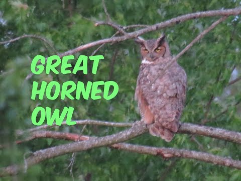 60 Seconds of the Great Horned Owl