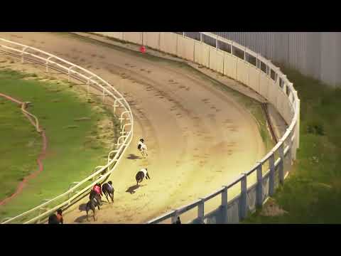 Antigua Sugar   Greyhoundtrader