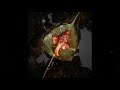 Pamba Ganapathi I Devotional I New Whatsapp Status I Songs4BGM