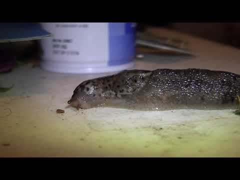 HUGE SLUG THAT LIKES CHOCOLATE!