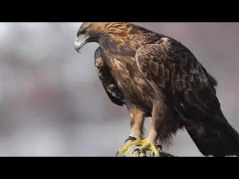 02 This is a state trance with Armin van Buuren - Wonderful rhythm, hottest tracks in the world!!!. 