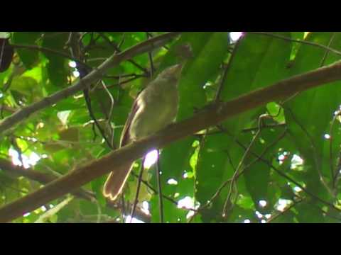Bulbul okáň (Pycnonotus simplex) — spev a hlas v prírode