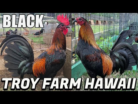 Nice Black Birds Troy Farm Hawaii