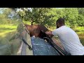 How To Service A Redford The Bull Attack Rufusthebull