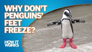 Why don’t Penguins’ feet freeze?