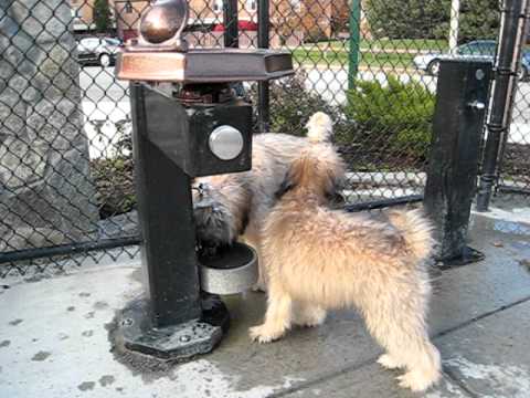 Gilbert & Rashi play with in the water bowl