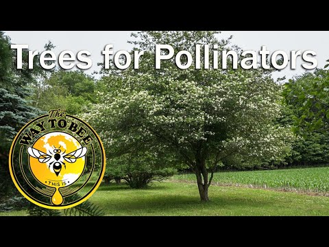 Pollinator friendly tree, Washington Hawthorn a Tree for Pollinators including Honey Bees.
