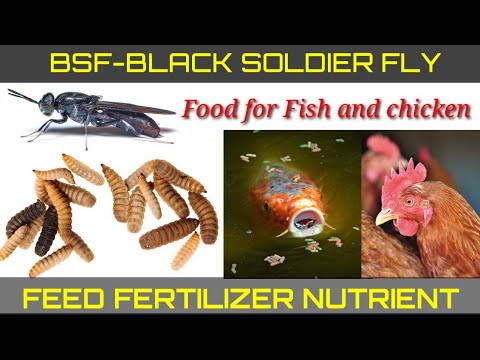 BSF-BLACK SOLDIER FLY|BSF larve food for fish and chicken, high protein #aquaponicstamilnadu