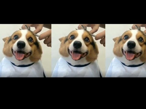Viral Video: Dogs To Enjoy Haircuts