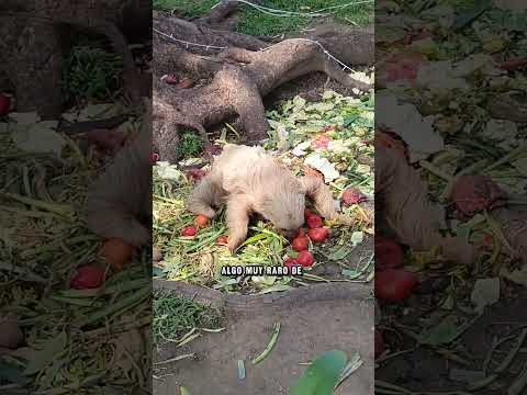 paseo por la plaza Bolívar de Valera estado Trujillo, Venezuela 🇻🇪❤️Santo José Gregorio Hernández